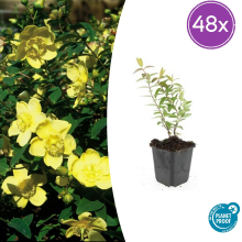 48X Hypericum 'Hidcote'   ↕10 25cm   Ø9cm