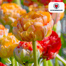Tulpenbollen Gudoshnik Double   20 stuks