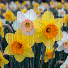 Narcisbollen mix