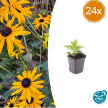 24X Rudbeckia fulgida 'Goldsturm'   ↕10 25cm   Ø9cm