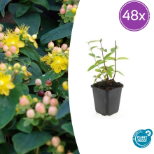48X Hypericum inodorum 'Annebel'   ↕10 25cm   Ø9cm
