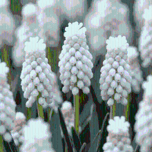 Blauwe druifjes bollen White Magic