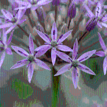Alliumbollen Christophii