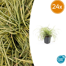 24X Carex oshim. 'Evergold'   ↕10 25cm   Ø9cm