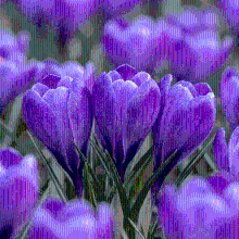 Krokusbollen Blue