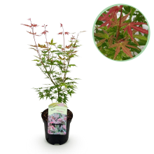 Japanse Esdoorn Phoenix   Roze   70cm