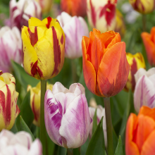 Tulpenbollen Flaming Beauty mix
