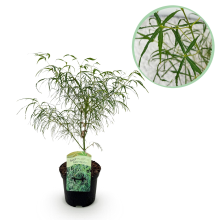 Japanse Esdoorn Koto no ito   Groen   70cm