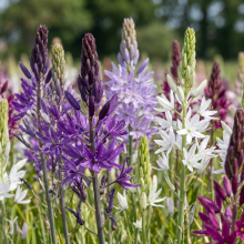 Camassia bollen Leichtlinii mix