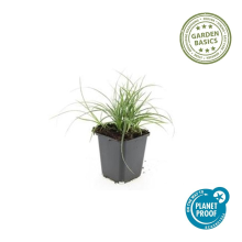 48X Luzula nivea   ↕10 25cm   Ø9cm