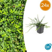 Green bubble Euonymus fortunei 'Minimus'   20cm