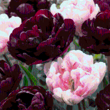 Tulpenbollen Sweet Desire mix