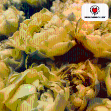 Tulpenbollen Avant Garde   20 stuks