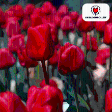 Medisana Tulpenbollen Seadov   20 stuks