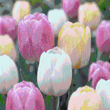 Tulpenbollen Sorbet mix