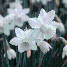 Narcisbollen Triandrus Thalia