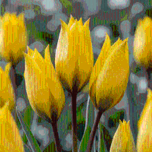 Tulpenbollen Sylvestris