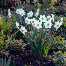 As   Schwabe Narcisbollen Recurvus XL bollen