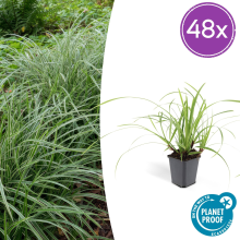 Green bubble Carex morrowii 'Ice Dance'   20cm