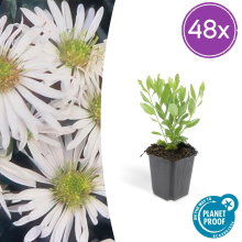 Green bubble Aster ageratoides 'Ashvi'   20cm