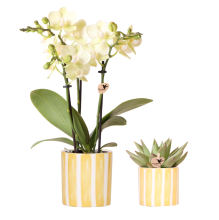 Combi deal   Orchidee (Phalaenopsis) Mexico + Succulent inclusief sierpotten Painted Stripe geel