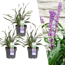 Green bubble Liriope muscari 'Ingwersen'   25cm