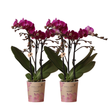 Combi deal   2 Orchideeën
