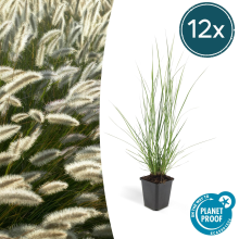Green bubble Pennisetum Alopecuroides 'Hameln'   20cm