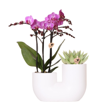 Combideal   Orchidee Vienna + Succulent Miranda in pot Tube wit