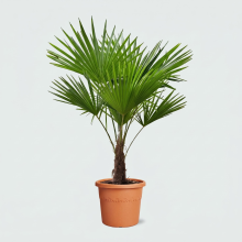Trachycarpus Fortunei   135 cm