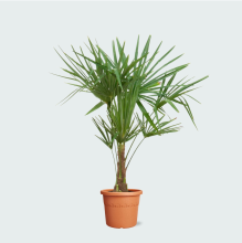 Trachycarpus Fortunei   120cm