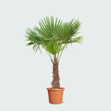 Trachycarpus Fortunei   240cm