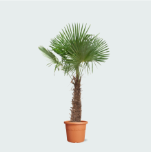 Trachycarpus Fortunei   250cm