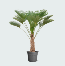 Trachycarpus wagnerianus   130 cm