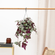 Tradescantia Zebrina Violet hangplant   25 cm