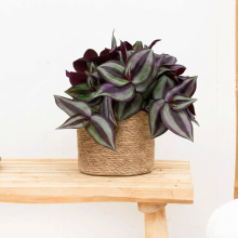 Tradescantia Zebrina   20cm