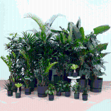 Kantoorpakket: Plant Harmony