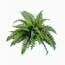Kunstplant Varen Nephrolepis Boston   60 cm