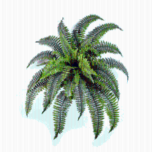 Kunst varen Nephrolepis Boston   75 cm