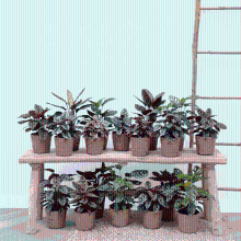 Green bubble Verrassingsbox   18 planten