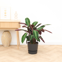 Calathea Warscewiczii   70cm