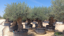 Olijfboom Olea Europaea Bonsai XXXXL   300 cm