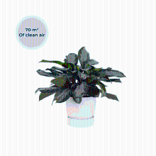 Ogreen XL Emperor