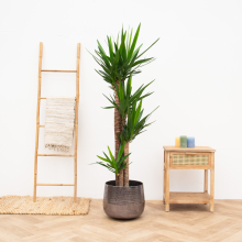 Yucca Elephantipes   190cm