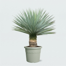 Ses Yucca Rostrata   100cm