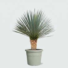Yucca Rostrata 'Blue Swan'   100cm