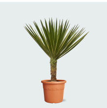 Yucca Aloifolia   80 cm