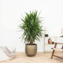 Yucca Elephantipes multistam   150cm
