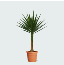 Yucca Elephantipes op stam   230 cm