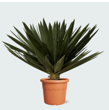 Yucca Gloriosa 'Lone Star'   120cm